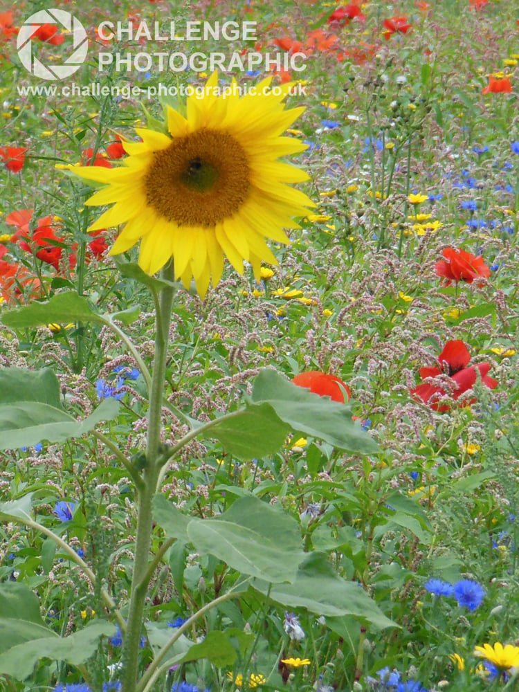 Chris Slow (@speedie_chris) on Twitter photo 