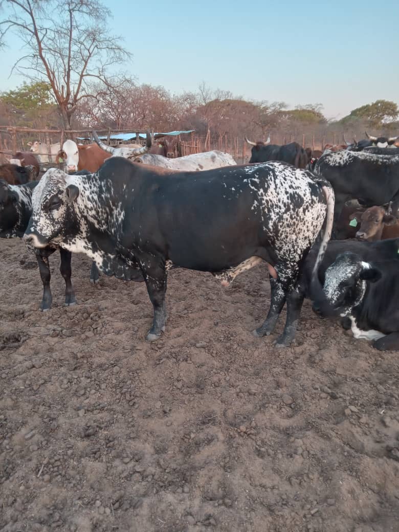 Musoni_2981's tweet photo. Winter condition.Last weeks of winter. https://t.co/3FfB4Uuvmj