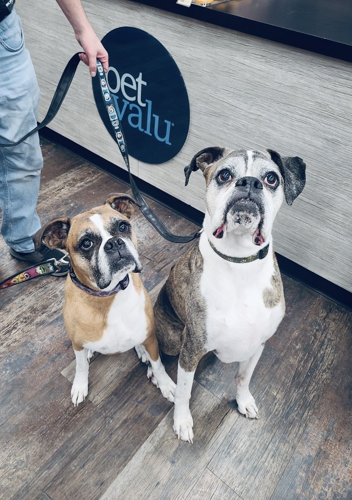 Weasel and Eithne go together like peanut butter and jelly 😃 🐶 🐶!
#cutecustomeralert #weasel #eithne #friendsfurever #twopeasinapod #cutedogs #dogsofinstagram #yeg #edmonton #hollickkenyon #brintnell #mcconachie #cybecker #localpetstore #petvalu #loveliveshere ❤️ 🐾 #dogsofx