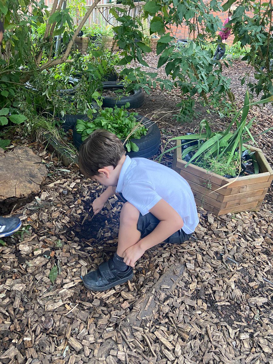 Year Two had a fantastic time this afternoon becoming Captain Inquisitive and exploring the microhabitats in our playground and garden area and finding lots of mini beasts! 🐛🪱🐝🐞🐜🕷