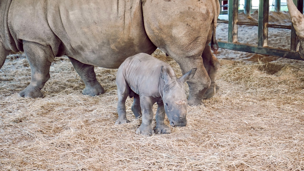 ZooTampa's tweet photo. BABY NEWS! This week, We welcomed a baby southern white rhino to the family! The calf was born during the evening hours of October 3rd. The baby rhino appears to be strong and is nursing alongside his experienced mother, 19-year-old Kidogo! https://t.co/hjvLxaAyT4