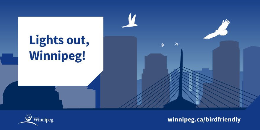 Bird migration season is almost over. Preserving bird populations helps the environment. Find out what you can do to be more bird-friendly  
winnipeg.ca/birdfriendly #birdfriendly #lightsoutwinnipeg