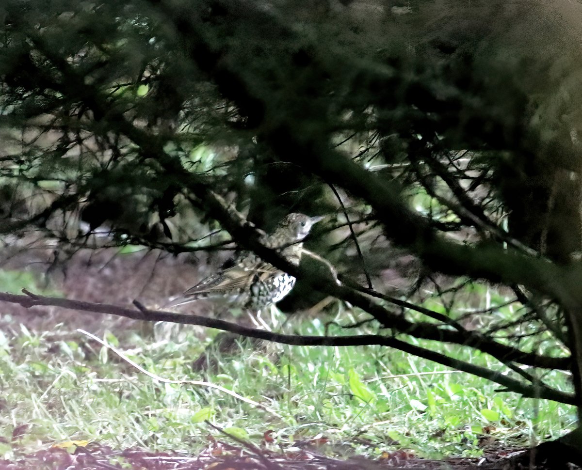 After coming off Fair Isle today, I finally got my timing right with a White's Thrush at Bressay! Thanks @rachel_lennard for the lift and thanks to the finder as always.