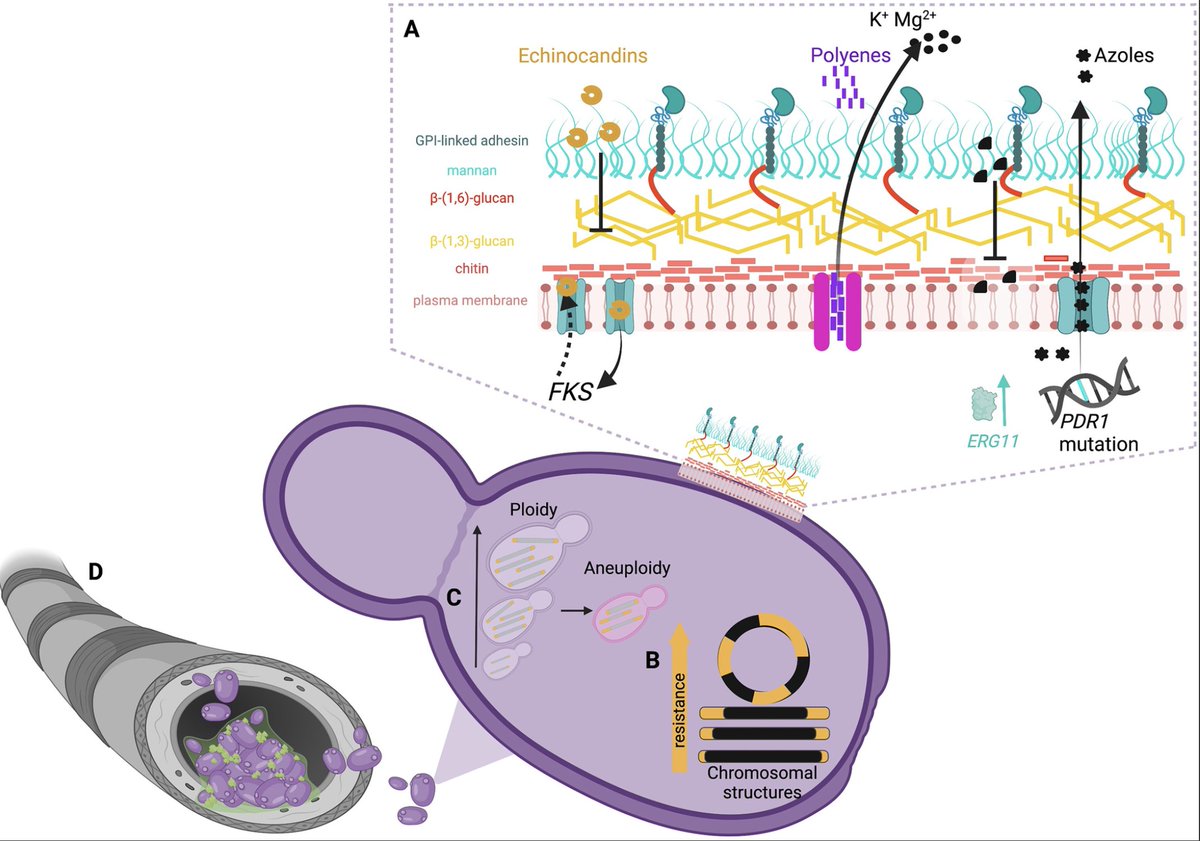 🚨new review alert🚨 All about the Powerhouse that is Candida glabrata with @jusher1979 in @PLOSPathogens. @MRCcmm #fungi #AMR journals.plos.org/plospathogens/…