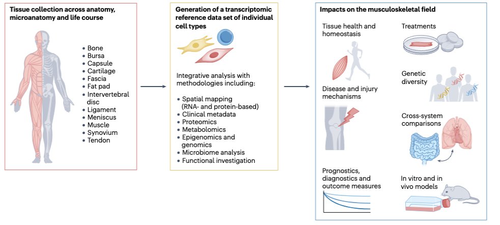 Sarah Snelling (@sarah_jb_s) on Twitter photo Mapping the musculoskeletal system at single cell resolution is an ambitious but impactful goal.
In this roadmap we describe the critical steps, challenges & considerations in delivering such an atlas.
rdcu.be/dnOZ8
<a href="/AdamCribbs/">Adam Cribbs</a> <a href="/Farsh_G/">Farshid Guilak</a> <a href="/arthritisbham/">Christopher Buckley</a> <a href="/NatRevRheumatol/">NatRevRheumatol</a> Mapping the musculoskeletal system at single cell resolution is an ambitious but impactful goal.
In this roadmap we describe the critical steps, challenges & considerations in delivering such an atlas.
rdcu.be/dnOZ8
<a href="/AdamCribbs/">Adam Cribbs</a> <a href="/Farsh_G/">Farshid Guilak</a> <a href="/arthritisbham/">Christopher Buckley</a> <a href="/NatRevRheumatol/">NatRevRheumatol</a>