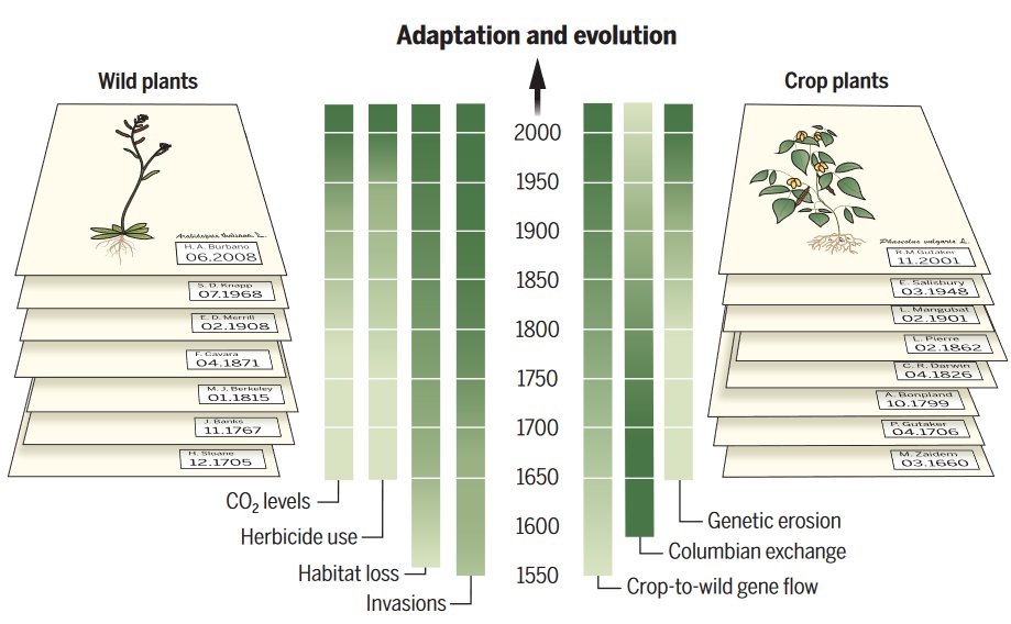 plant evolution diagram