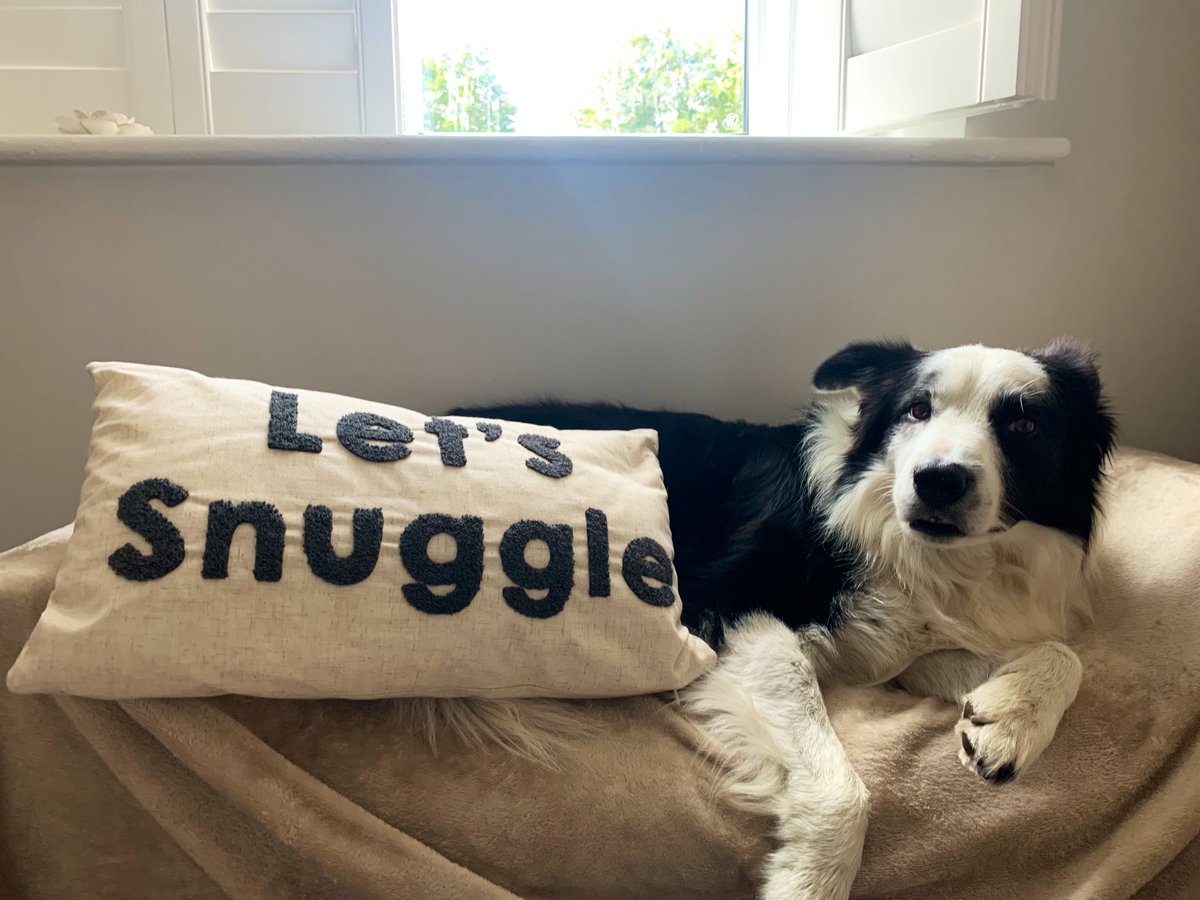 Dad says he feels as rough as a bears rear end 🤧 dis means it’s time for my healing snuggle cushion 🤗