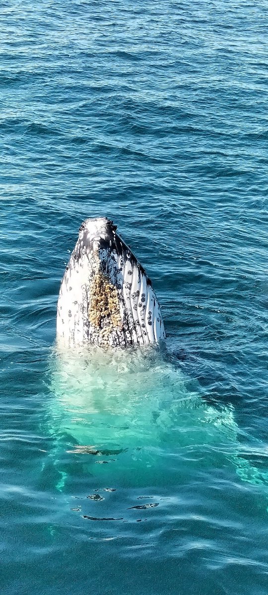 New on IG, our favourite things to do in Sydney (which has officially made it into our top 3 favourite cities in the world 🫶)! 
🇦🇺🇦🇺🇦🇺

instagram.com/p/CyBlGsPIwbf/
<a href="/sydney_sider/">Sydney.com</a> #ilovesydney <a href="/Australia/">Australia</a> #babymoon