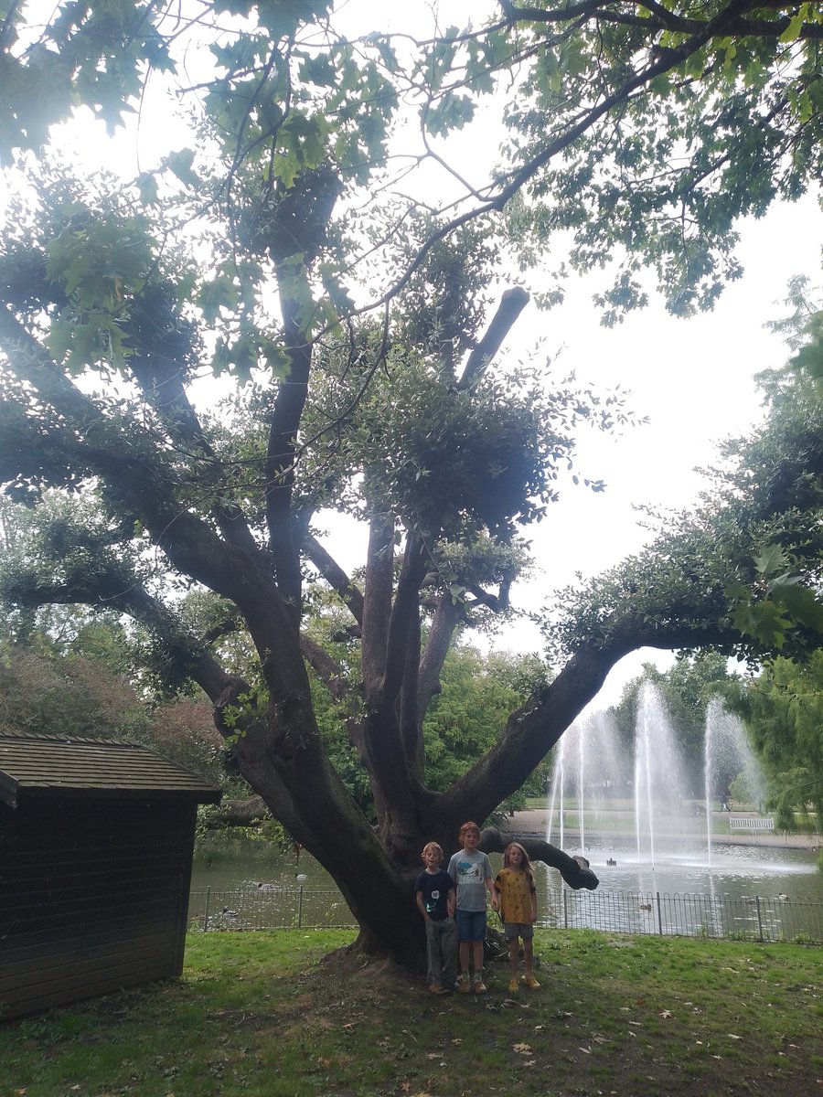 Today we went to #LeamingtonSpa for some kayaking gear and we took the opportunity to visit the incredible veteran Lakeside Holm Oak which is on the shortlist for the @WoodlandTrust #TreeOfTheYear. You can see the full shortlist and vote here: woodlandtrust.org.uk/trees-woods-an…
