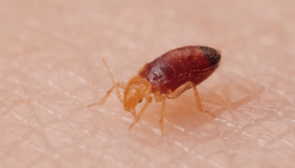 philabouzeid's tweet photo. حشرة الـ BED BUG تختبىء في الفراش وضروري الانتباه للمسافرين من فرنسا الى لبنان بتنظيف الشنط والامتعة جداً وتعقيمها . وهي تعتاش على الدم !
#صار_الوقت 
@sarelwa2et @Banakk11 https://t.co/kyqrqDfyrJ