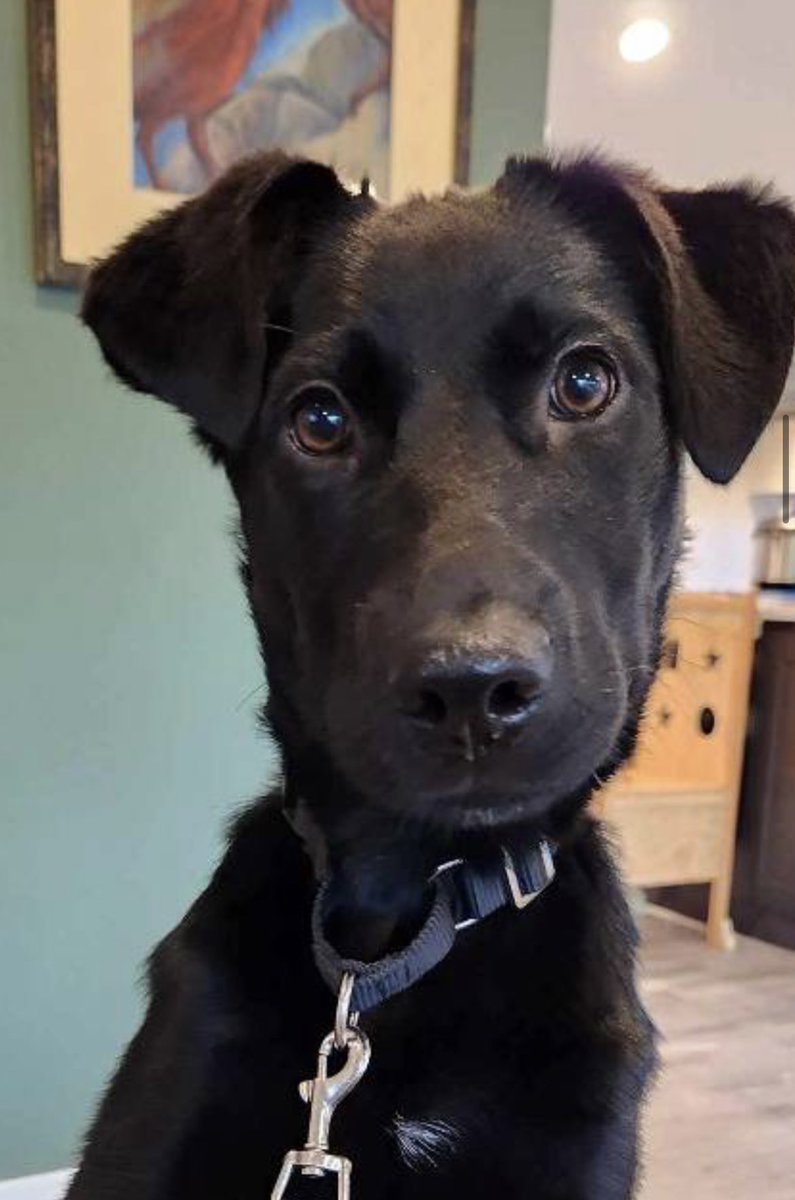 DogGoneSeattle's tweet photo. Beautiful 4.5 month puppy 
💙Raven 💙was surrendered by her owner when they lost their housing. She is a lab/shepherd puppy, and a sweetheart. She is good with cats, other dogs, and children. https://t.co/LnMOagiJmS https://t.co/V6r4HE2jwZ