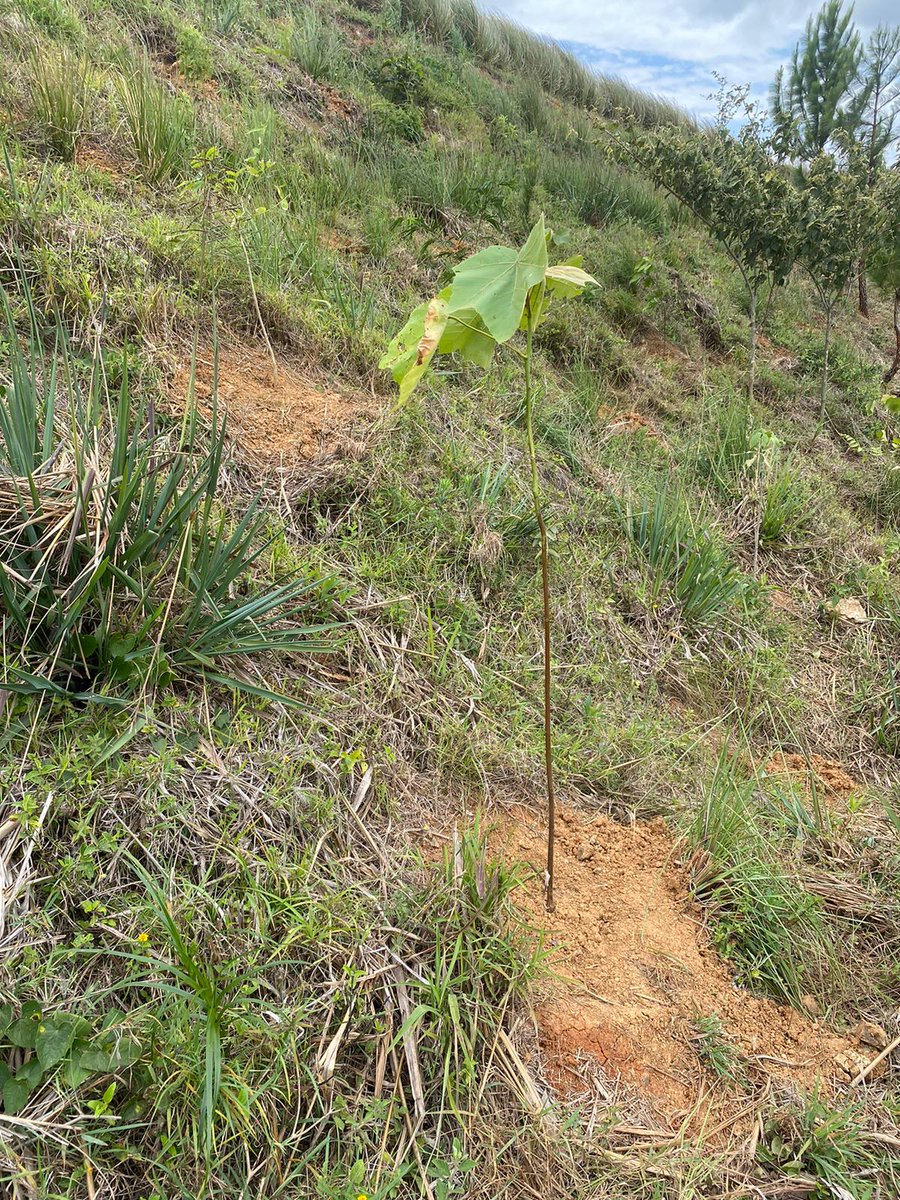 sinderrumbe's tweet photo. Uno de los factores q favorecen la mortalidad de plantas en las reforestaciones es llevar a campo plantas de mínimo estado de desarrollo. 

Preferible hacer una fase prolongada en vivero para sembrar plantones fuertes, autónomos y más competitivos. https://t.co/HhNQRuLktj