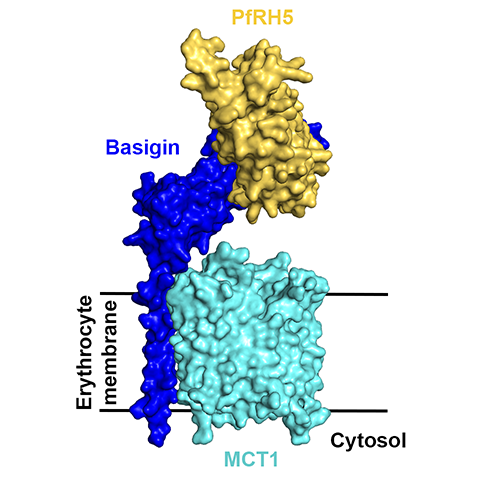 Matt Higgins (@parasitematt) on Twitter photo In order to replicate, malaria parasites must get inside our red blood cells. How do they do it, and how do antibodies which block red blood cell invasion work? Check out our latest discoveries <a href="/eLife/">eLife - the journal</a> in a study led by Abhishek elifesciences.org/articles/83681 In order to replicate, malaria parasites must get inside our red blood cells. How do they do it, and how do antibodies which block red blood cell invasion work? Check out our latest discoveries <a href="/eLife/">eLife - the journal</a> in a study led by Abhishek elifesciences.org/articles/83681