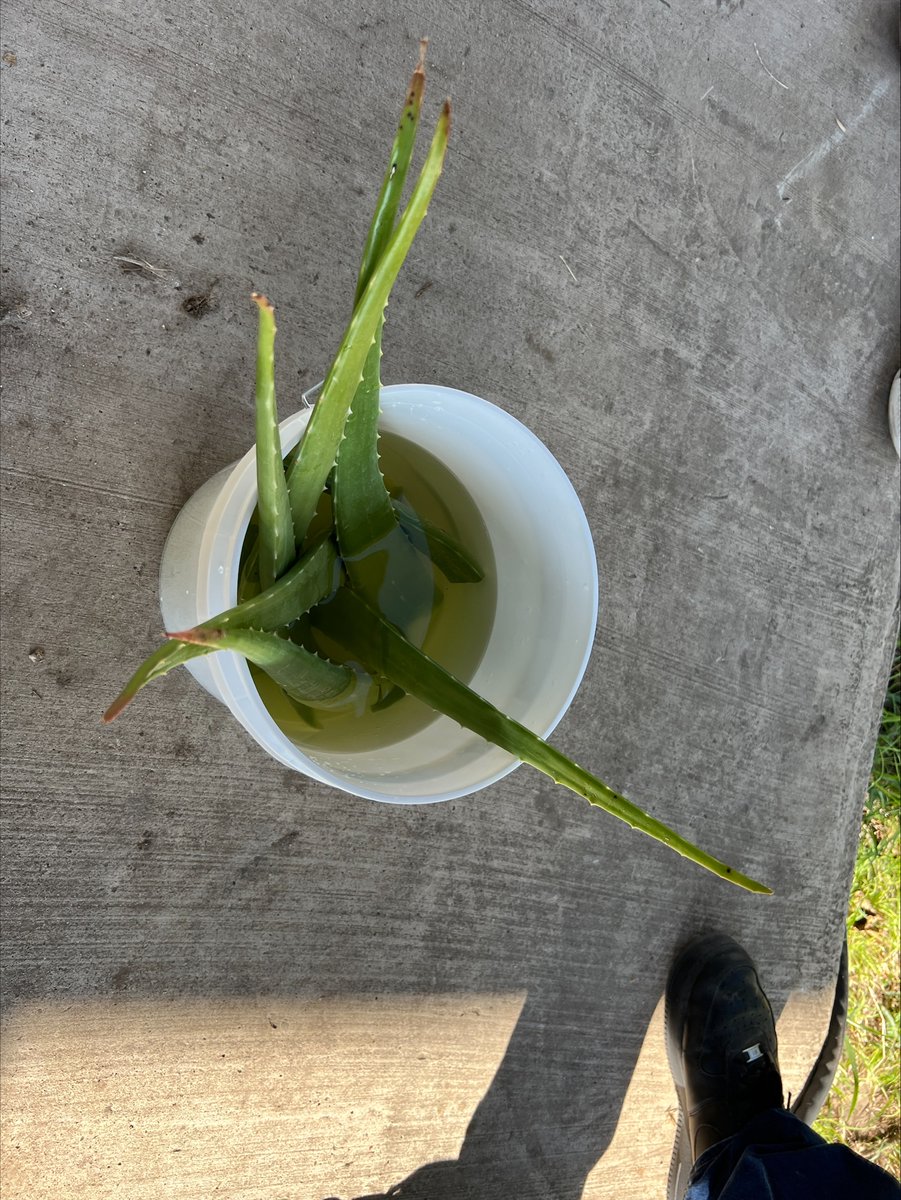 DJGaleana7's tweet photo. Very excited to begin production of our "I&G grown" Aleo vera soap bars! We harvested the leaves, removed the gel, and froze it in preparation for the following steps in our process. #aleovera #healthproducts #owlitude #DistrictofChampions @mcallenisd @gutiexfer @RichardTam93019 https://t.co/zUzPX4F8cT