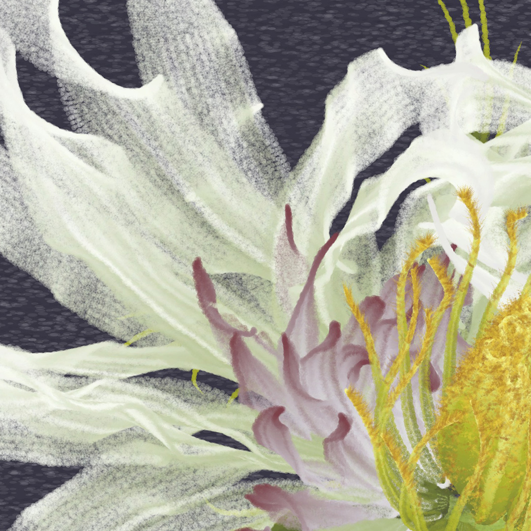 solaas's tweet photo. A few details from hi-res captures of "Delirium Blooms", a #generative work that is part of @brtmoments #bacollection.
Show & live minting coming November 3! See you in Buenos Aires!! 🇦🇷🌹😃
#creativecoding #genart #p5js #nft https://t.co/pWtLzaVoWA