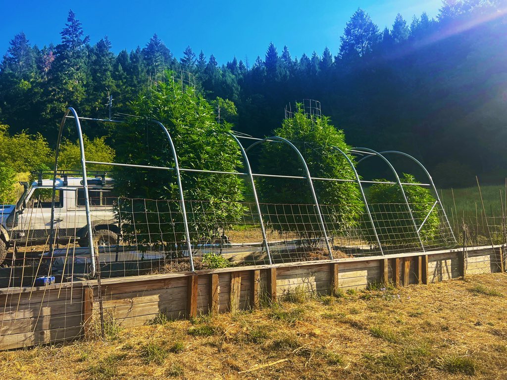 CaliOG_NFT's tweet photo. These go together. 
#Organic #California #Sungrown

Space them out 10ft and put them in the Earth. #10ft https://t.co/LzlnMZSxlT