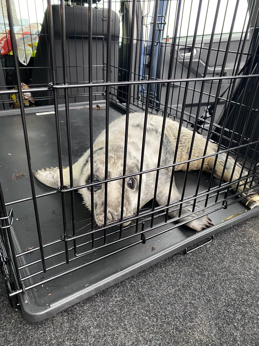 I had a special passenger in the car today, a grey seal pup, that needed some extra TLC at the seal centre. It had been monitored for a while before the decision was made to take off the beach. This is always a last resort #ManxNature #TeamWilder