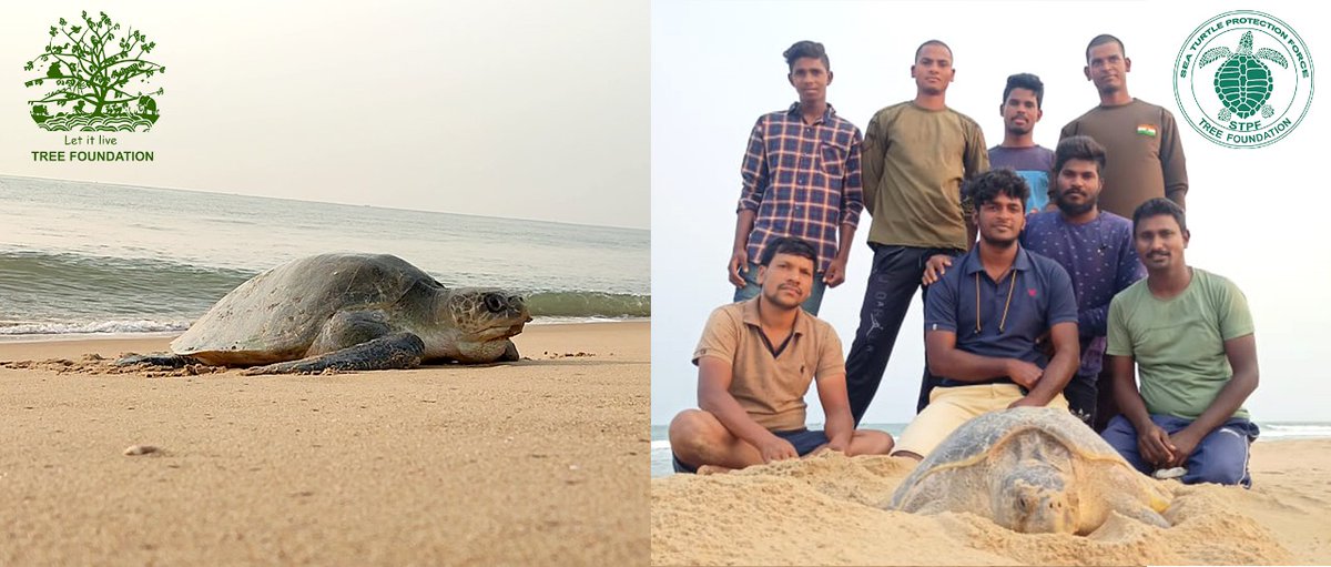 TREEFoundation1's tweet image. 🐢 TREE Foundation's K Someswararao, District Coordinator of Srikakulam, Andhra Pradesh informed us with joy that the 2023-24 sea turtle nesting season has begun early on the Srikakulam coast. 
 🐢 #TREEFoundation  #SeaTurtleNesting #ProtectOurCoastline