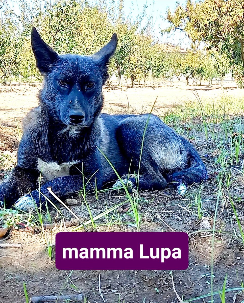 GretaFanti's tweet photo. ‼️URGENTE‼️Balto e Bart cuccioli abbandonati insieme alla mamma Lupa(stupenda!).Mix lupetti e husky hanno circa 5 mesi ,sverminati, la volontaria che li ha trovati cerca disperatamente uno stallo o adozione per toglierli dai campi a rischio cacciatori. Prov Caserta.
☎️348 3225213 https://t.co/hNuyLCs3s7