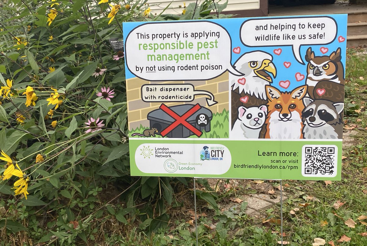 Just picked up these new yard signs for homeowner & business participants in our Responsible Pest Management Pilot Program! We are promoting community awareness about safer alternatives to rodenticides. @BirdFriendlyLdn @GreenEconomyLDN @LondonEnviroNet @RosemaryMosco