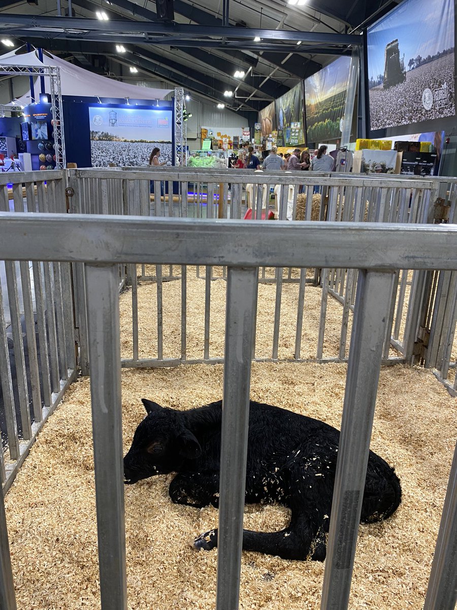 dockjones's tweet photo. Earl couldn’t wait for the @GAnationalfair to start. The first calf born in the @GeorgiaGrown #babybarn came to us at 12:55 pm today. https://t.co/t24HNTlMRW