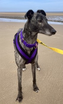 millypod1's tweet photo. DAINTON HOME SAFE. THANKS FOR RT's😊🐕🐾
🆘3 OCT 2023 #Lost DAINTON DO NOT CHASE
Blue Brindle Greyhound Male #ScanMe
#FforddEglwys #Llanfaes #Beaumaris #Wales #LL58 Slipped collar bolted into Golf Course https://t.co/GzHdz0tDaF https://t.co/t3qjBP0f7Y