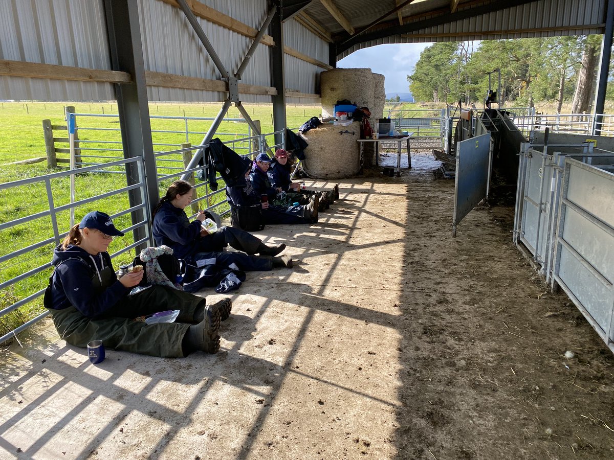 Last sampling day (this year!) of our <a href="/SGRESAS/">RESAS</a> project on grazing strategies &amp; interactions between 🐑 &amp; 🪱 <a href="/MoredunComms/">The Moredun Foundation</a> Firth Mains Farm- we had all the weathers! We’ve had some looong days but the team have worked brilliantly together, fuelled by copious 🍰 &amp; endless blether
