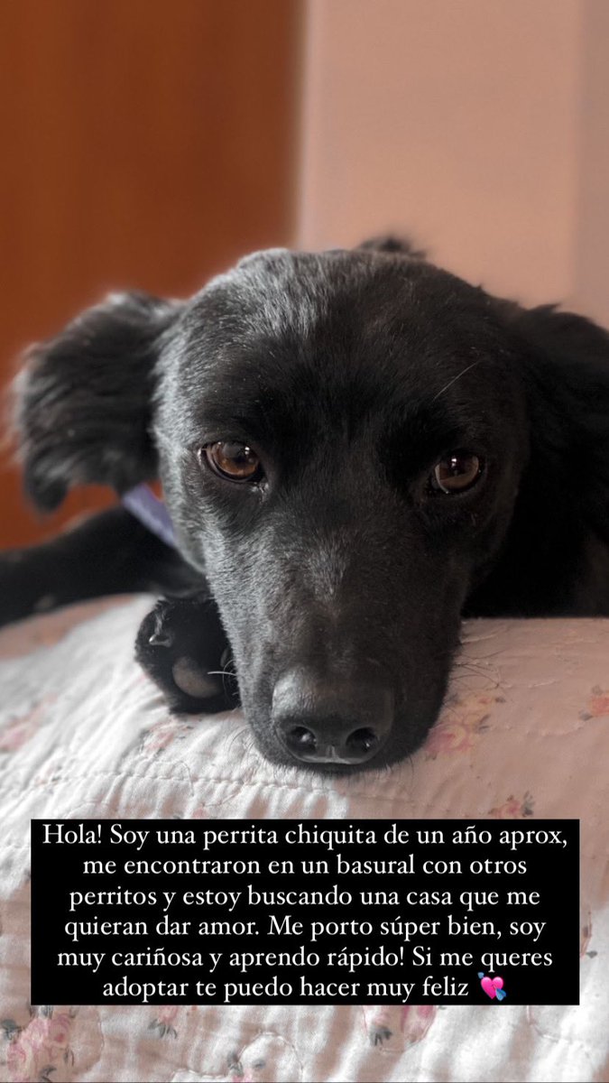 ADOPCIÓN RESPONSABLE para esta perrita de 1 años aprox, es de tamaño pequeño ideal para un depto. Se porta muy bien y es muy cariñosa. Busca una casa definitiva que le den mucho amor 💘💘

<a href="/VivireNuevaCba/">VivirenNuevaCórdoba®</a>