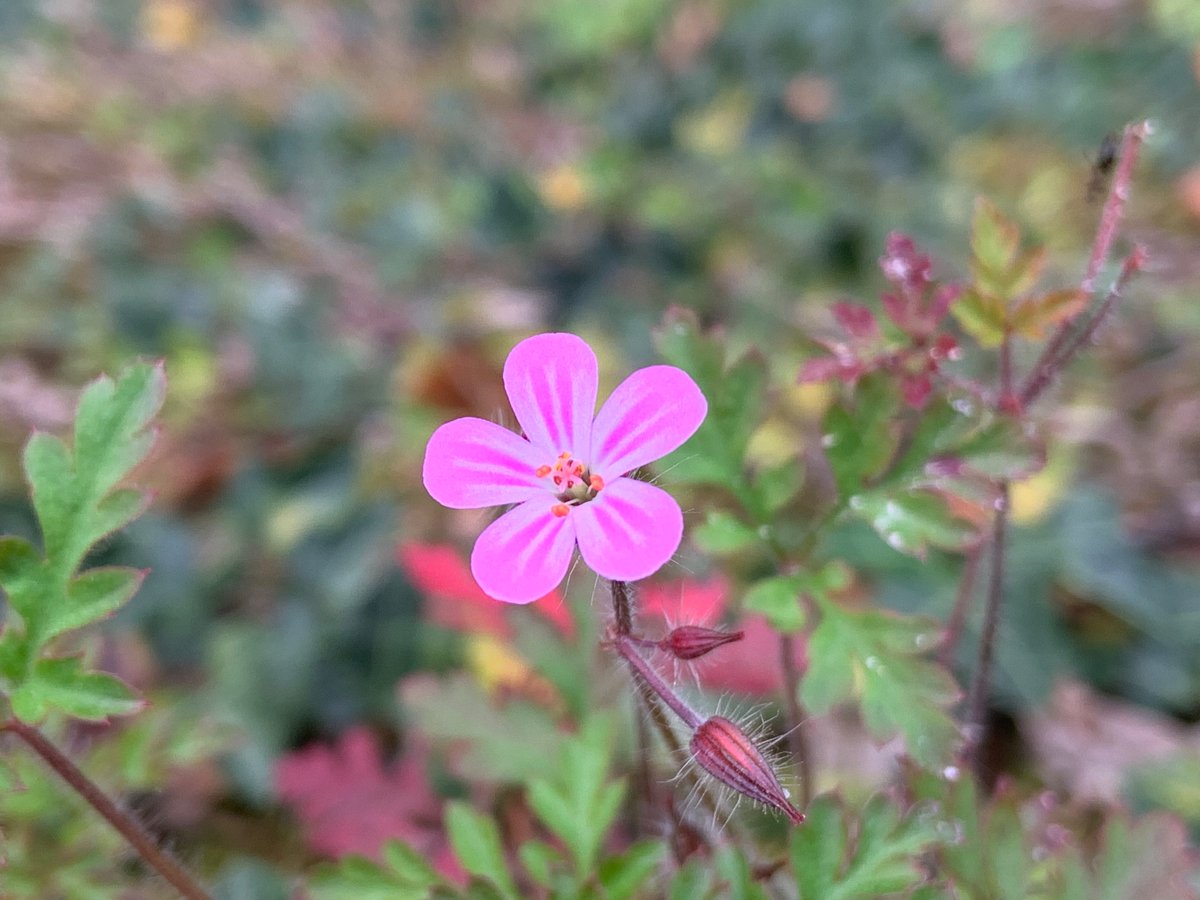 Das Leuchten im Großen (Schloss Landshut) und Kleinen 🙏