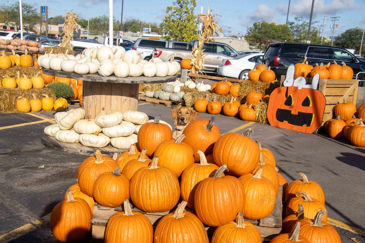 siouxfallspd's tweet photo. Leo was having some fun enjoying all the pumpkins, can you spot his hiding spot?  /713 https://t.co/zoFOi20SHn