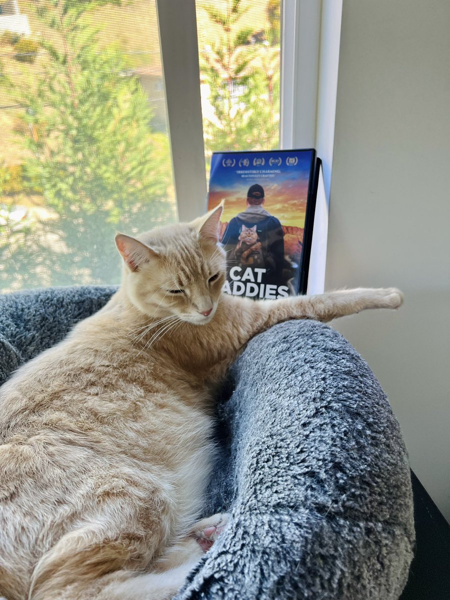 Be sure to buy a Cat Daddies DVD 📀 for each cat, so that they don’t have to share!  Haha. Now available on Amazon!  Comes with a 16 min bonus feature with an update on all the cat dads!