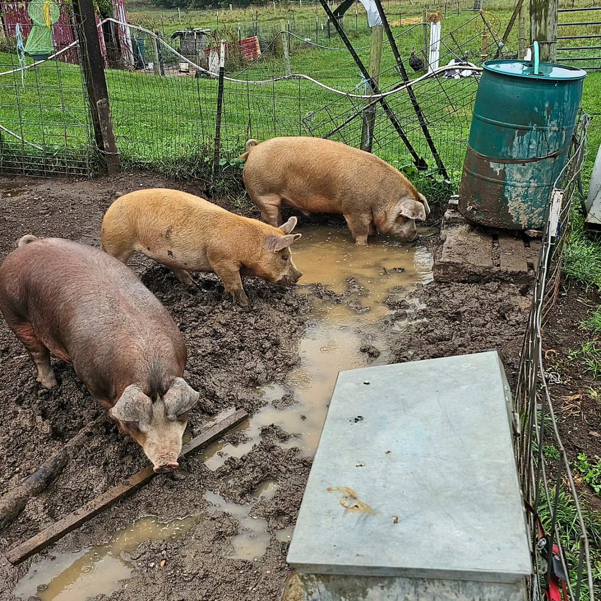 PrattFamilyHome's tweet photo. Pigs are pretty easy raise.  Fresh water in the barrel (yesterday) or the mud puddle.  Why do I even try 🤩💯❤️👊👊👊🤣🤣!

Off to the butcher tomorrow. Then returned as lots of homegrown meat/protien. 

#pig #homestead #pigs https://t.co/v9wUFtjDI7