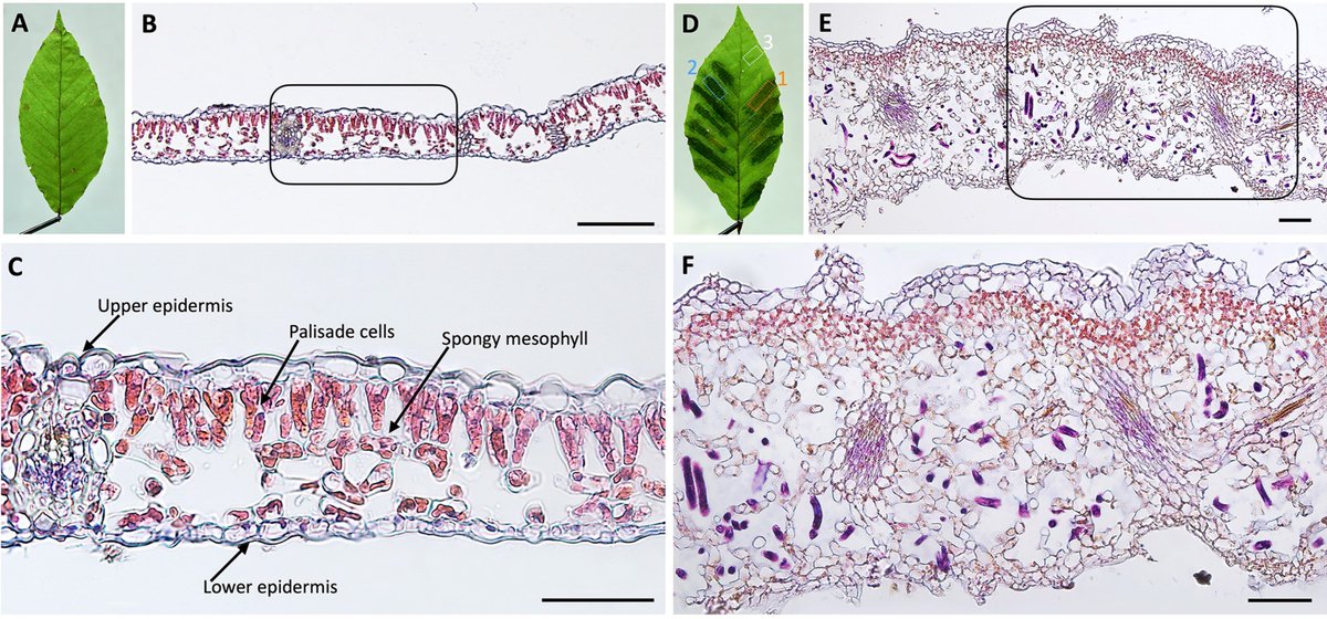 Most comprehensive cellular insights of beech leaf disease: journals.plos.org/plosone/articl… #beechforestneedshelp #BLD #Lcm