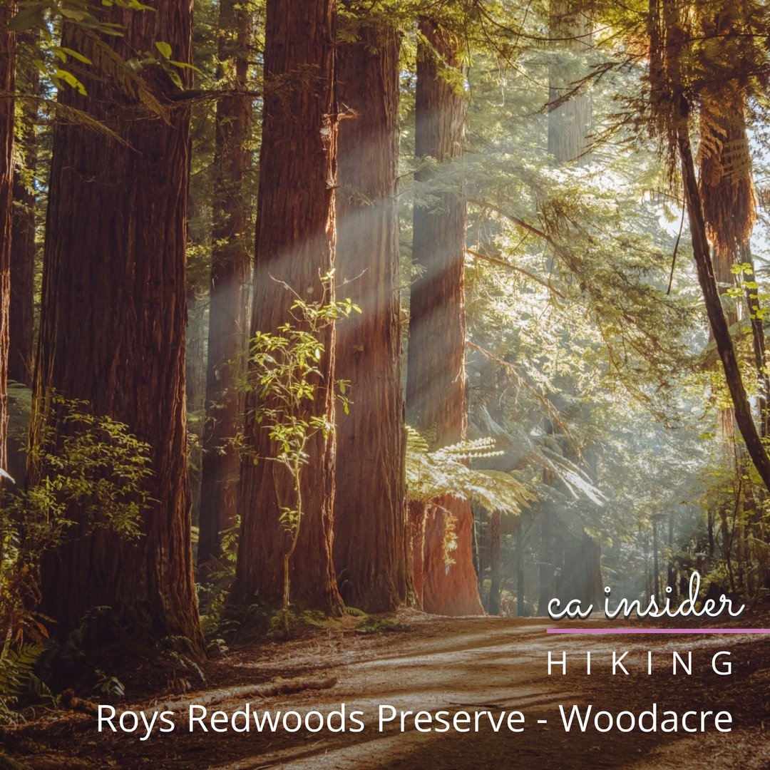 #CAinsider ~ Roys Redwoods is open year-round, and each season offers a unique experience. Spring brings vibrant wildflowers, summer offers lush greenery, fall displays captivating foliage, and winter features serene tranquility.

@marinparks
