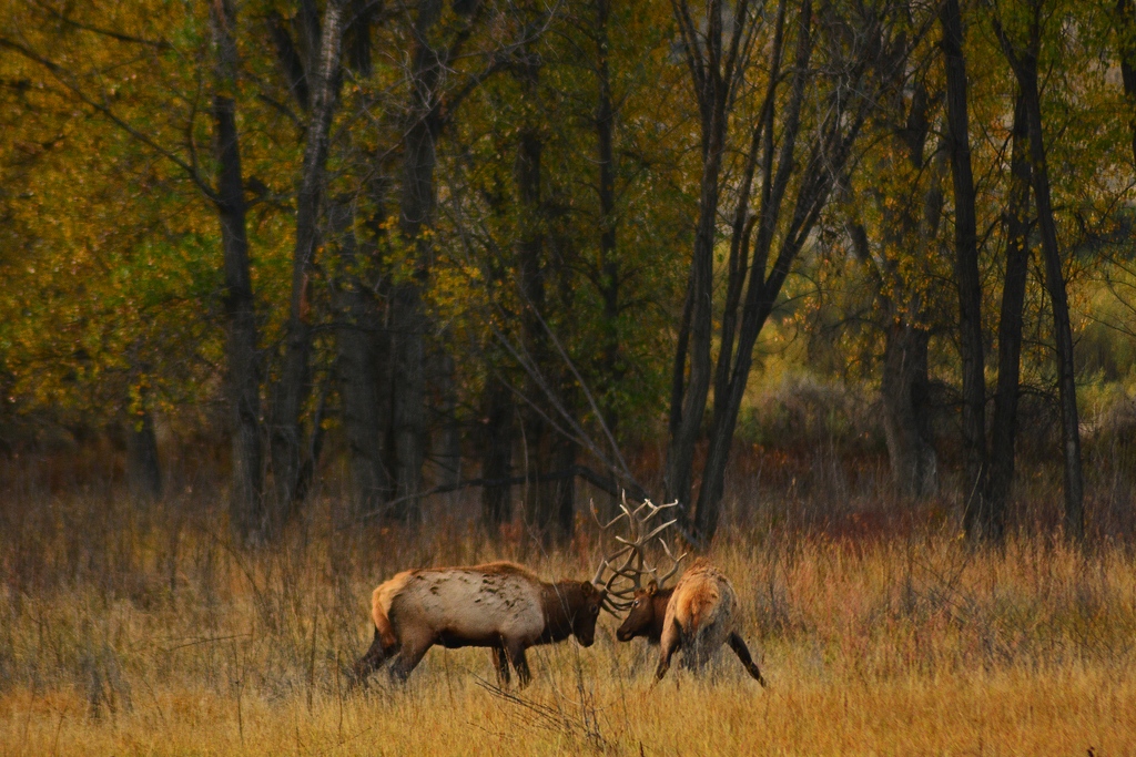NEMTTOURISM's tweet image. Once a year in the fall, something pretty special happens: the elk rut, and you can have a front row seat: missouririvermt.com/blog/experienc…

📷 instagram.com/ken_ploudre

#MissouriRiverCountry #NortheastMontana #MoreRoomToRoam #TravelMontana #ExperienceMontana #406 #LastBestPlace