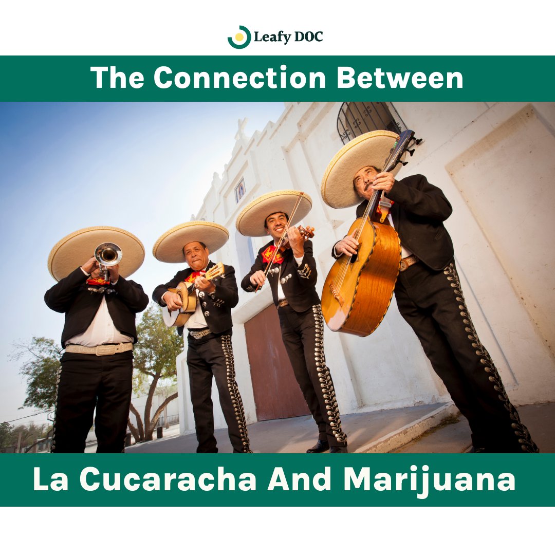 LeafyDoc's tweet photo. 🎵 Exploring the 'La Cucaracha - Marijuana' connection! Dive into the cultural history and hidden meanings behind this classic tune. 🌿

https://t.co/7V0aHFDNEn

#LaCucaracha #MarijuanaHistory #CulturalConnections #THC #CBD #CannabisCulture #LegalizeIt #WeedLovers #HighLife https://t.co/267aWdxO9d