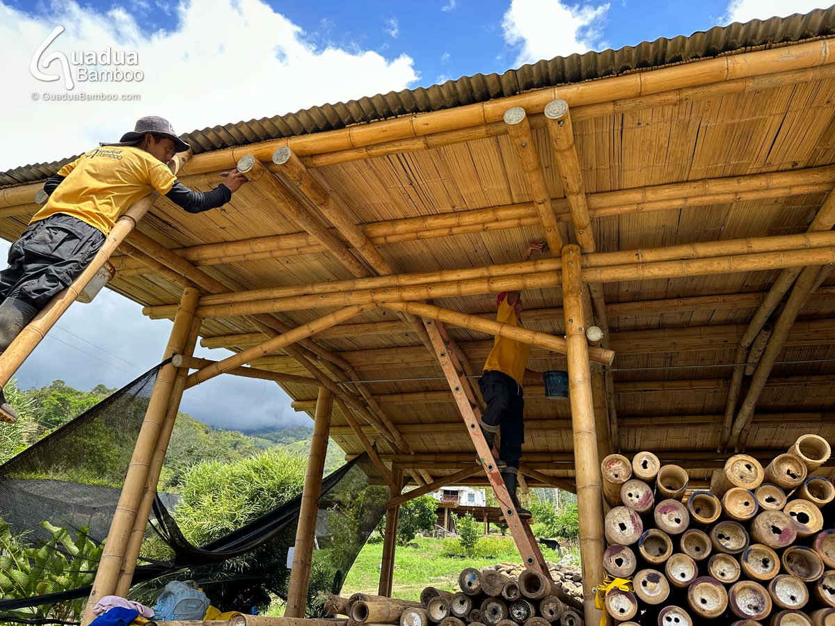 GuaduaBamboo's tweet photo. Annual maintenance of Guadua Bamboo Warehouse 1 with a very natural looking finish. #Guadua #Bamboo #BambooConstruction #Colombia https://t.co/GVmmjfhh9e