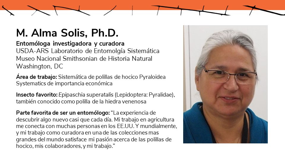 Somosento1's tweet image. Conoce a M. Alma Solis, Ph.D. (@drpyralid), entomóloga investigadora y curadora en el @USDA_ARS #SysEntLab y @NMNH y un miembro de ESA (2018).