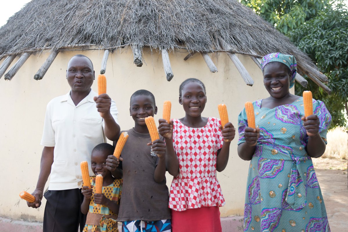 HarvestPlus Zimbabwe tweet media