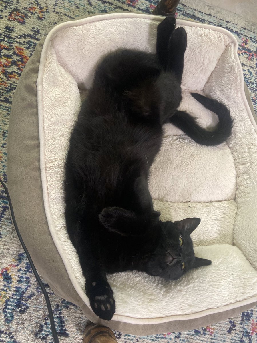 LouCoffeeBeans's tweet photo. yes im the boy who deserves a pet pat and little pat of the tummy or just a little love thanks and hello https://t.co/0eGWIUgWh6