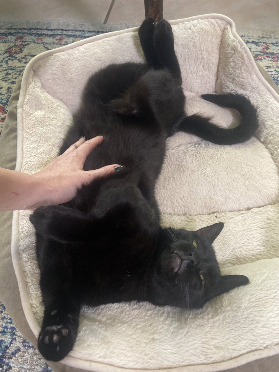 LouCoffeeBeans's tweet photo. yes im the boy who deserves a pet pat and little pat of the tummy or just a little love thanks and hello https://t.co/0eGWIUgWh6