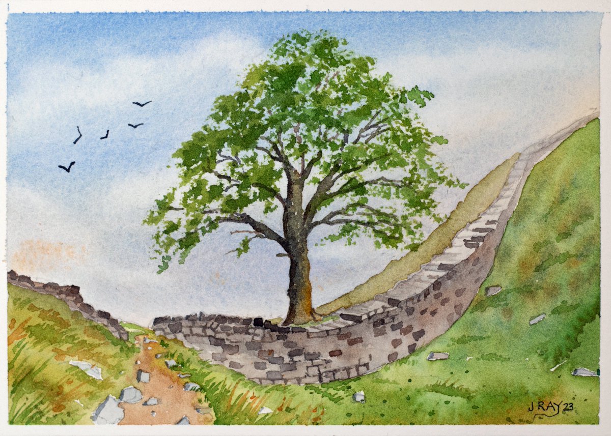 SeaStackJohn's tweet image. An original watercolour painting of Sycamore Gap, Northumberland, England.