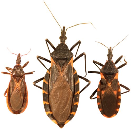 conocidas como chinches de #chagas, las que son de #IM por ser portadoras del parásito #Trypanosomacruzi, causante de la #enfermedaddechagas.
La presencia de estos insectos cerca del ser humano, sí debe alertar a la población.