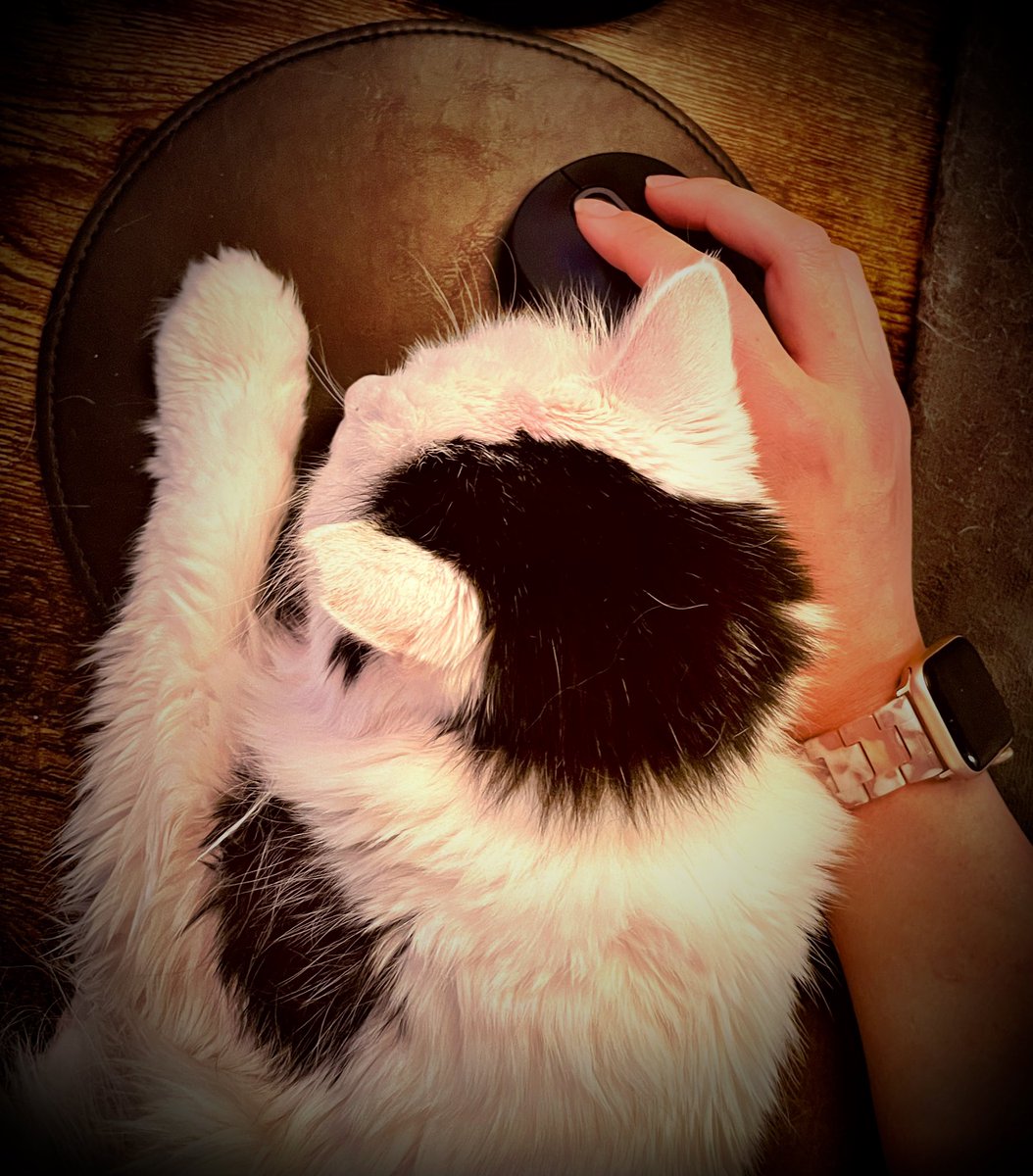 When you’re trying to use a mouse, but there’s a cat. 

Wishing you a productive day! 🌷

#5amwritersclub #cats #WritingCommunity