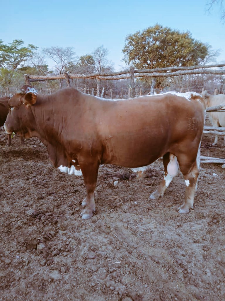 Musoni_2981's tweet photo. Last weeks of winter.Cattle primed for the rains.We are within https://t.co/PKNzwISR4M