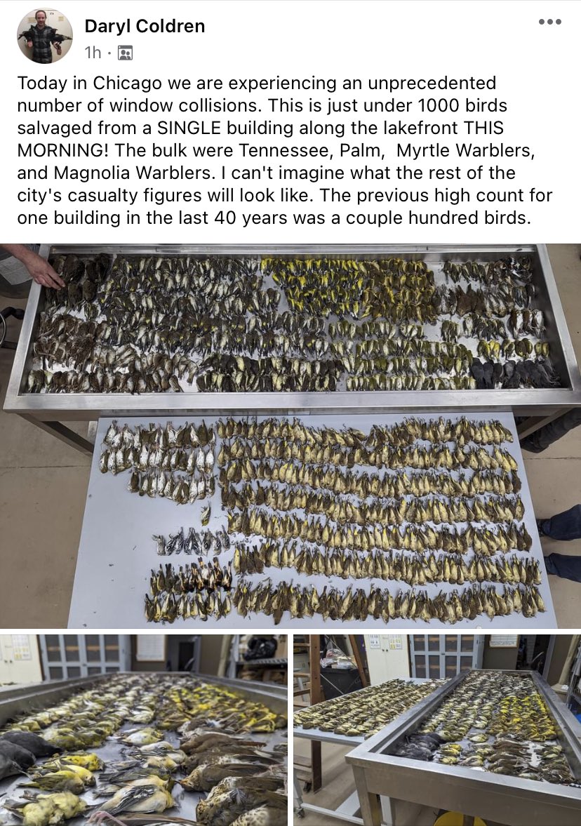 Tragedy unfolding in Chicago: an unprecedented number of window collisions. Photos show nearly 1000 birds salvaged from a SINGLE building along the lakefront this morning, including mostly Tennessee, Palm, Myrtle, and Magnolia Warblers. At what point does this become a crime?