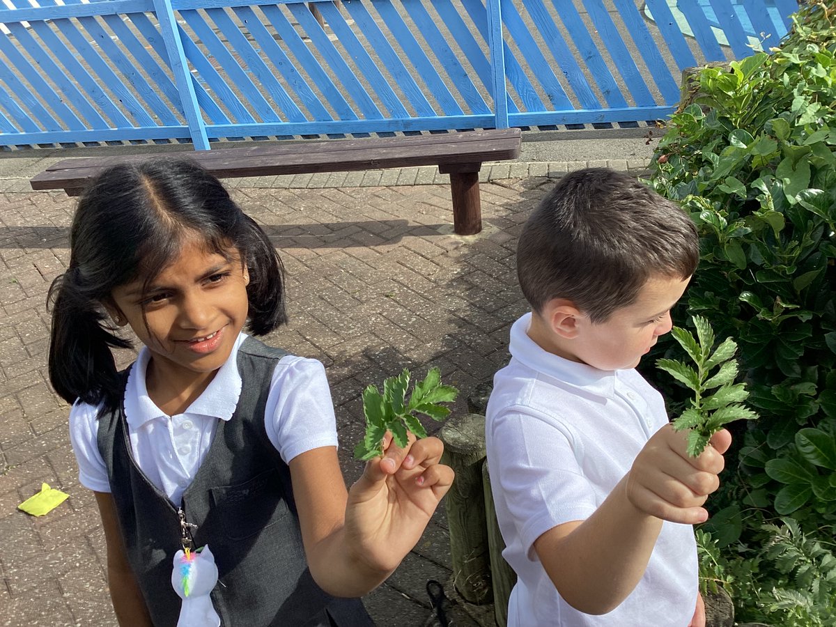 St Helen's Primary tweet media