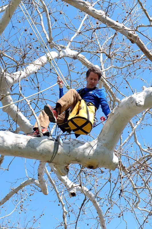 Landscape_ILLI's tweet photo. Learn how to climb a tree at the next ILLI Intensive Course; our commitment to excellence in all areas of landscape lighting is unparalleled.  Join the waitlist at https://t.co/VlfWZhvetH 
#landscapelighting #lightingdesign #landscapelightingdesign #lightingdesigner https://t.co/j4JRmhtjyZ