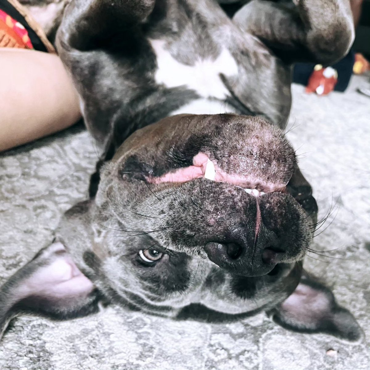 Happy 2nd Birthday to my beautiful boy Guido #canecorso #italianmastiff