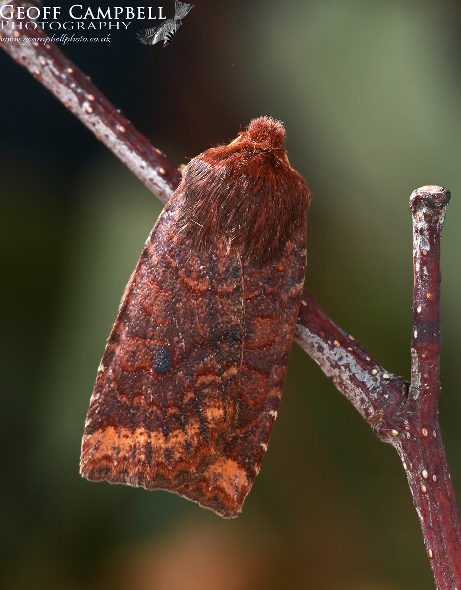 Dark Chestnut (Conistra ligula) (left images 1&2 and image 4) & Chestnut (Conistra vaccinii) (right1&2 and 3). Sometimes it's the wing shape that's the biggest clue. Beginning to appear in the local woods.#moths #mothsmatter #teammoth @UlsterWildlife @BCNI_ @savebutterflies